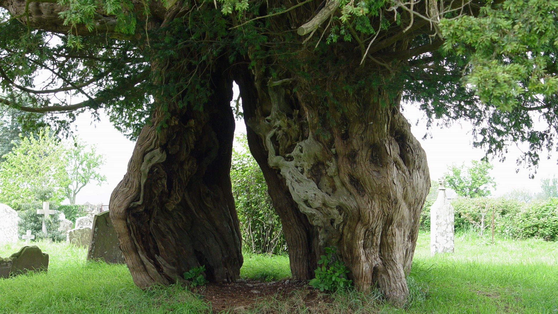 The Ancient Yew Group